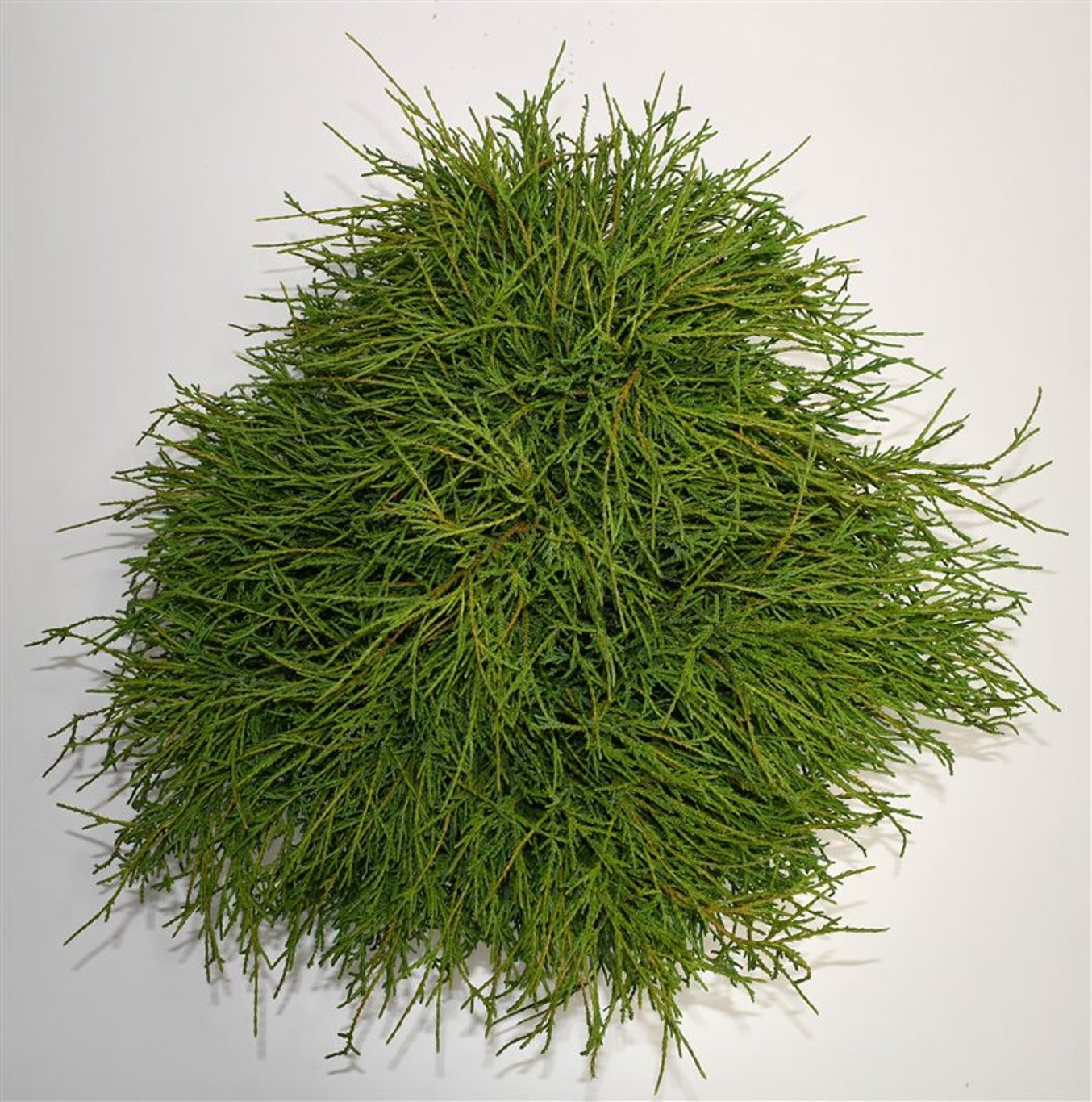 Ädelcypress – Chamaecyparis pisifera 'Filifera Nana' - C7.5 50-60 cm.